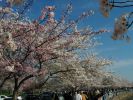The Tidal Basin 4/2/2002